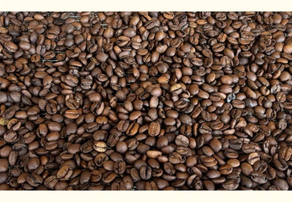 Fresh roasted Brazilian coffee beans in cooling tray